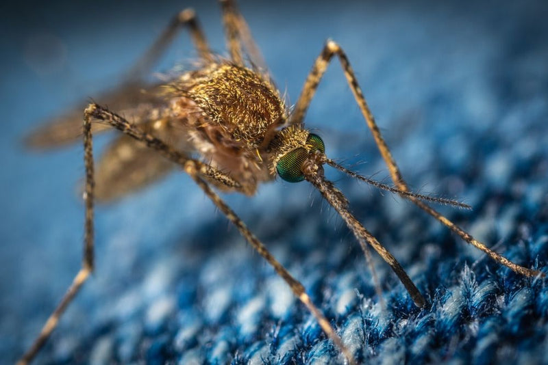 8 Best Ways to Keep Mosquitoes Away When Camping